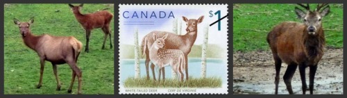 white tail deers on canadian stamps
